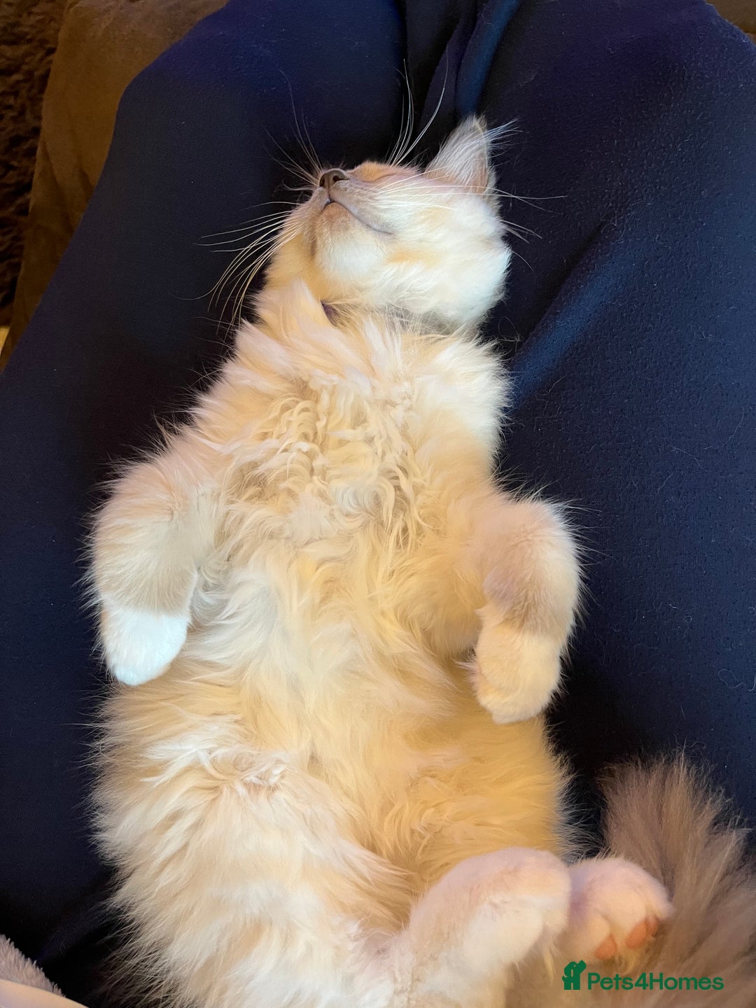 Ragdoll cats for sale: Gorgeous GCCF kitten - Image 3