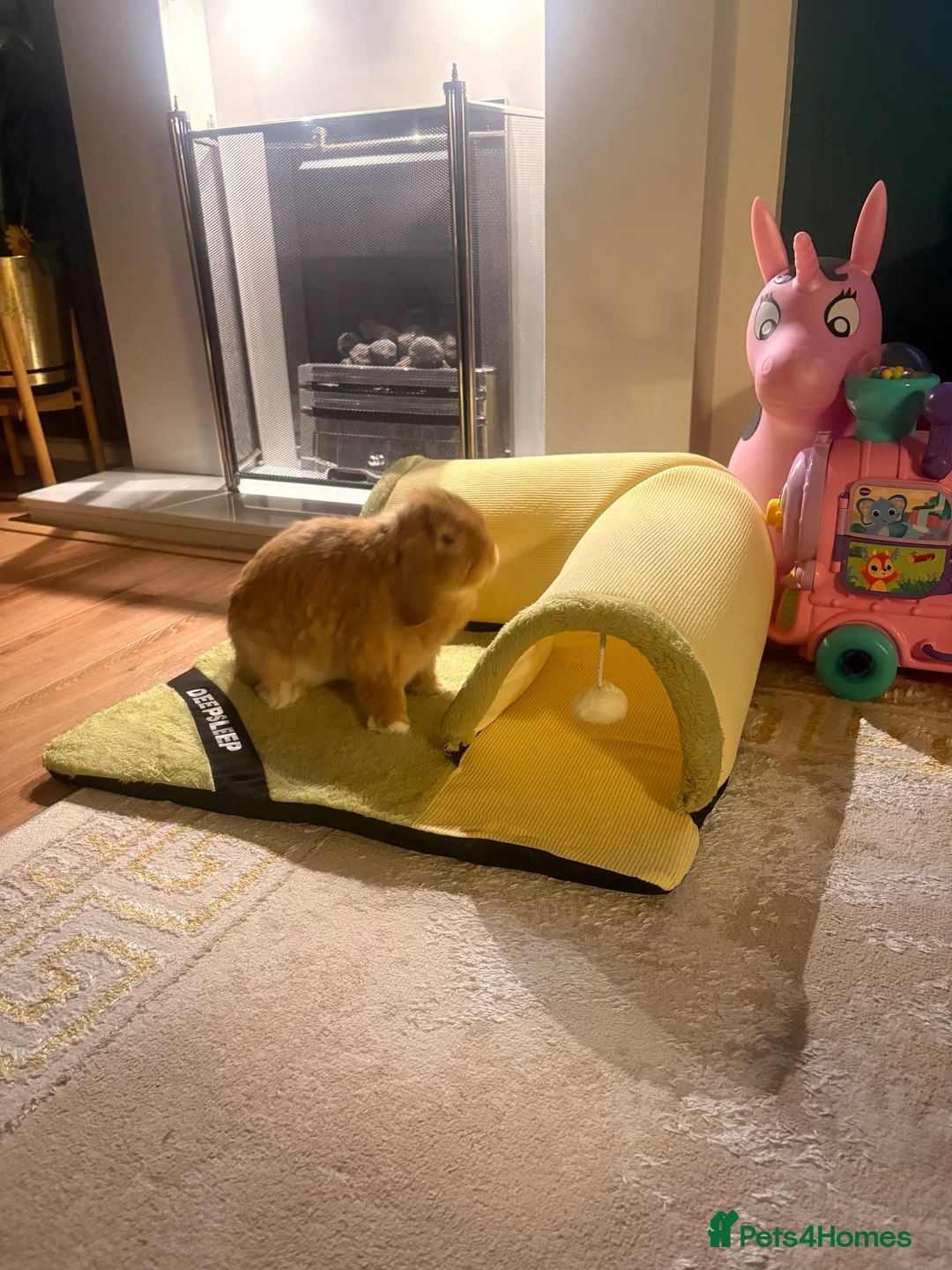 Mini Lop rabbits for sale: RESERVED-Leo-Adorable 10 months old mini lop male - Advert 5