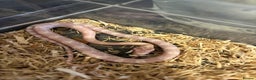 Corn Snake reptiles for sale: Baby corn snakes, snows, anery and amel - Advert 9
