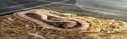 Corn Snake reptiles for sale: Baby corn snakes, snows and anery. - Advert 5