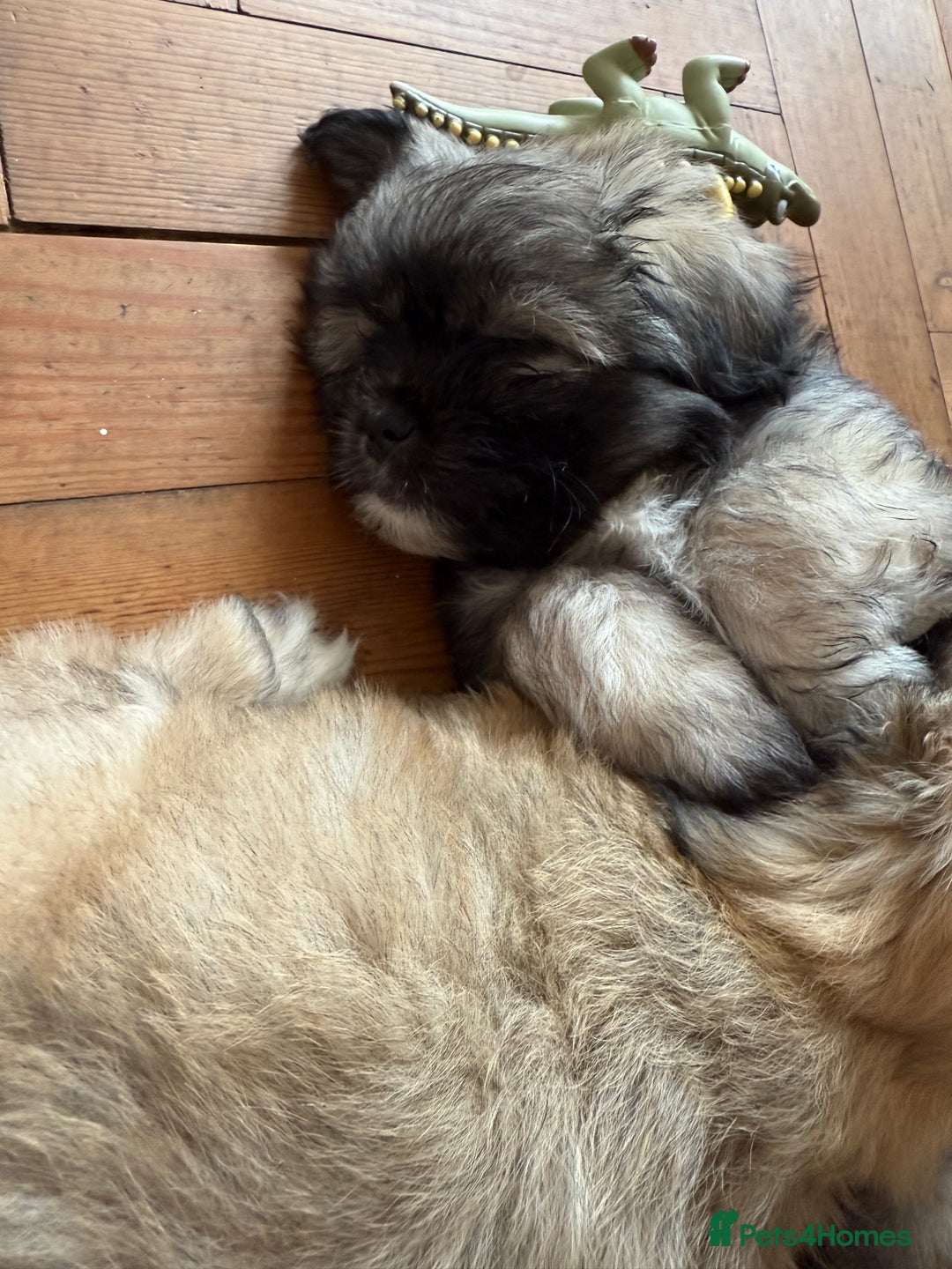 Mixed Breed dogs for sale: Peke’a’tease  - Image 35