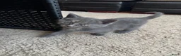 Mixed Breed cats for sale: Grey kittens  - Advert 3