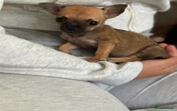 Chihuahua dogs for sale: Chihuahua puppies 8 weeks old  - Image 4