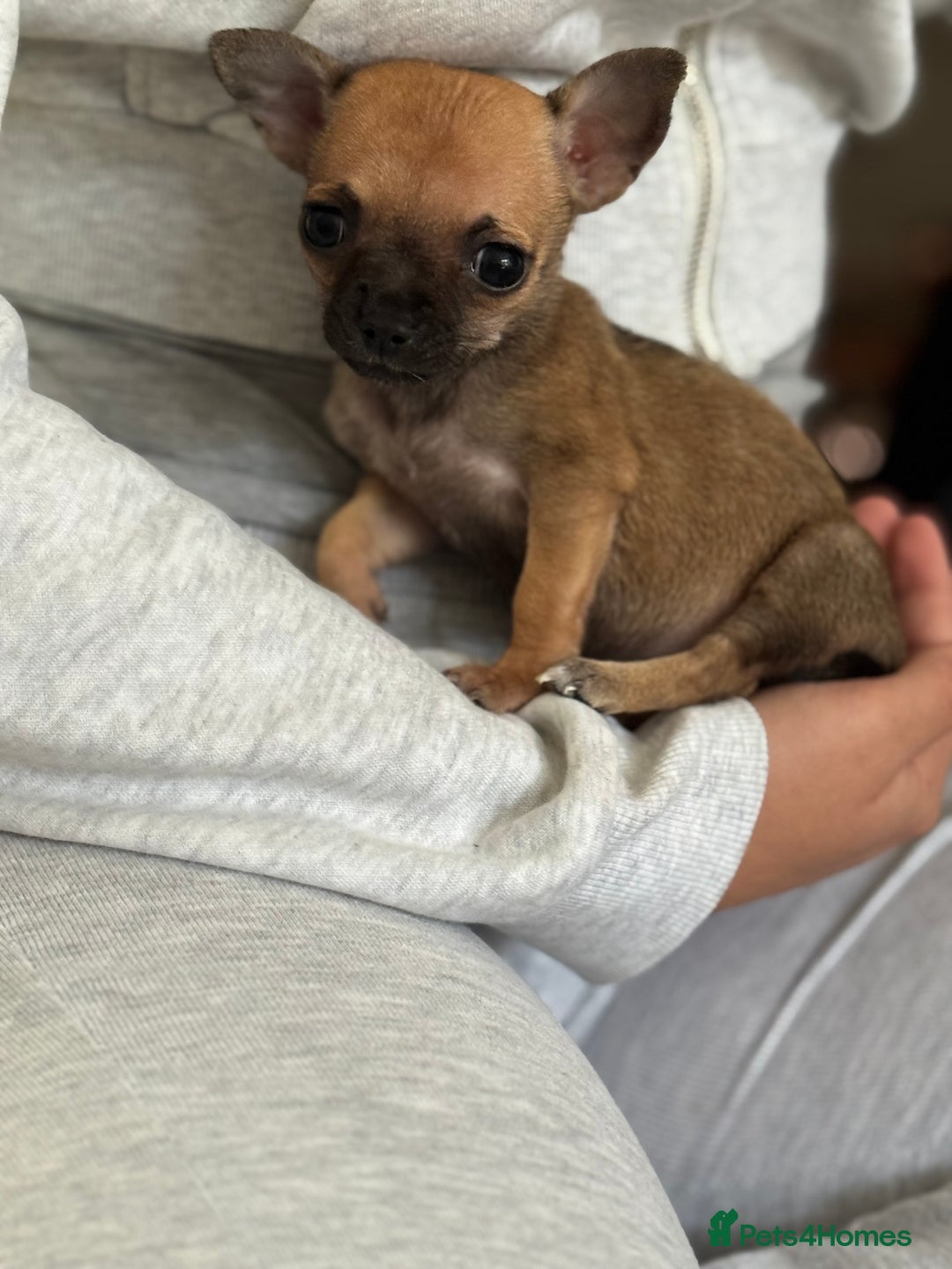 Chihuahua dogs for sale: Chihuahua puppies 8 weeks old  - Image 4