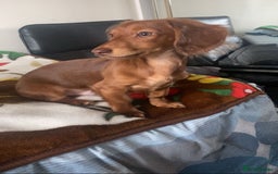 Dachshund dogs for stud: Miniature Red Long Haired Dachshund For Stud  - Image 20