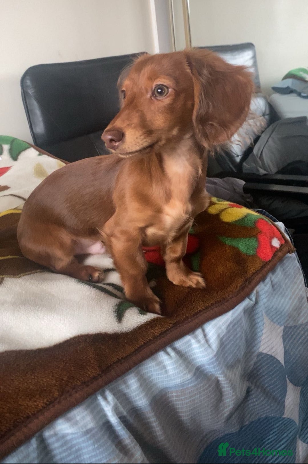 Dachshund dogs for stud: Miniature Red Long Haired Dachshund For Stud  - Image 20