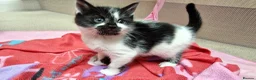 Mixed Breed cats for sale: Mix breed kittens, ip3  - Advert 30