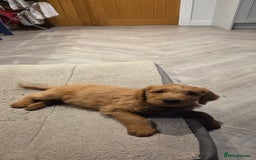 Labradoodle dogs for sale: F1 labradoodles - Image 3