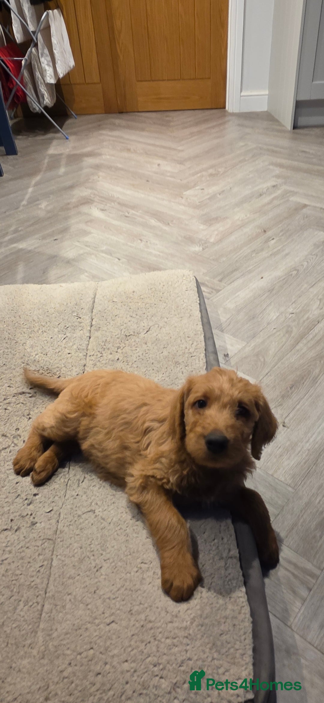 Labradoodle dogs for sale: F1 labradoodles - Image 3