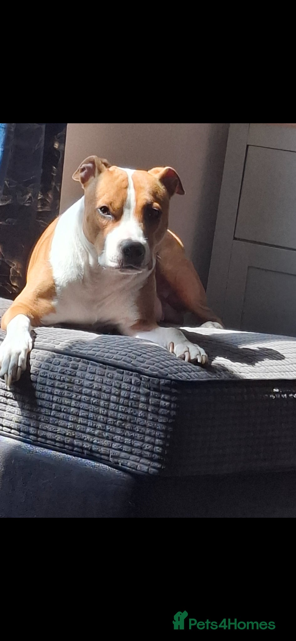 Mixed Breed dogs for sale: Staffy x labrador puppies - Advert 4