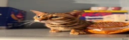 Bengal cats for sale: Female Bengal Cat  in Stoke-on-Trent - Advert 2