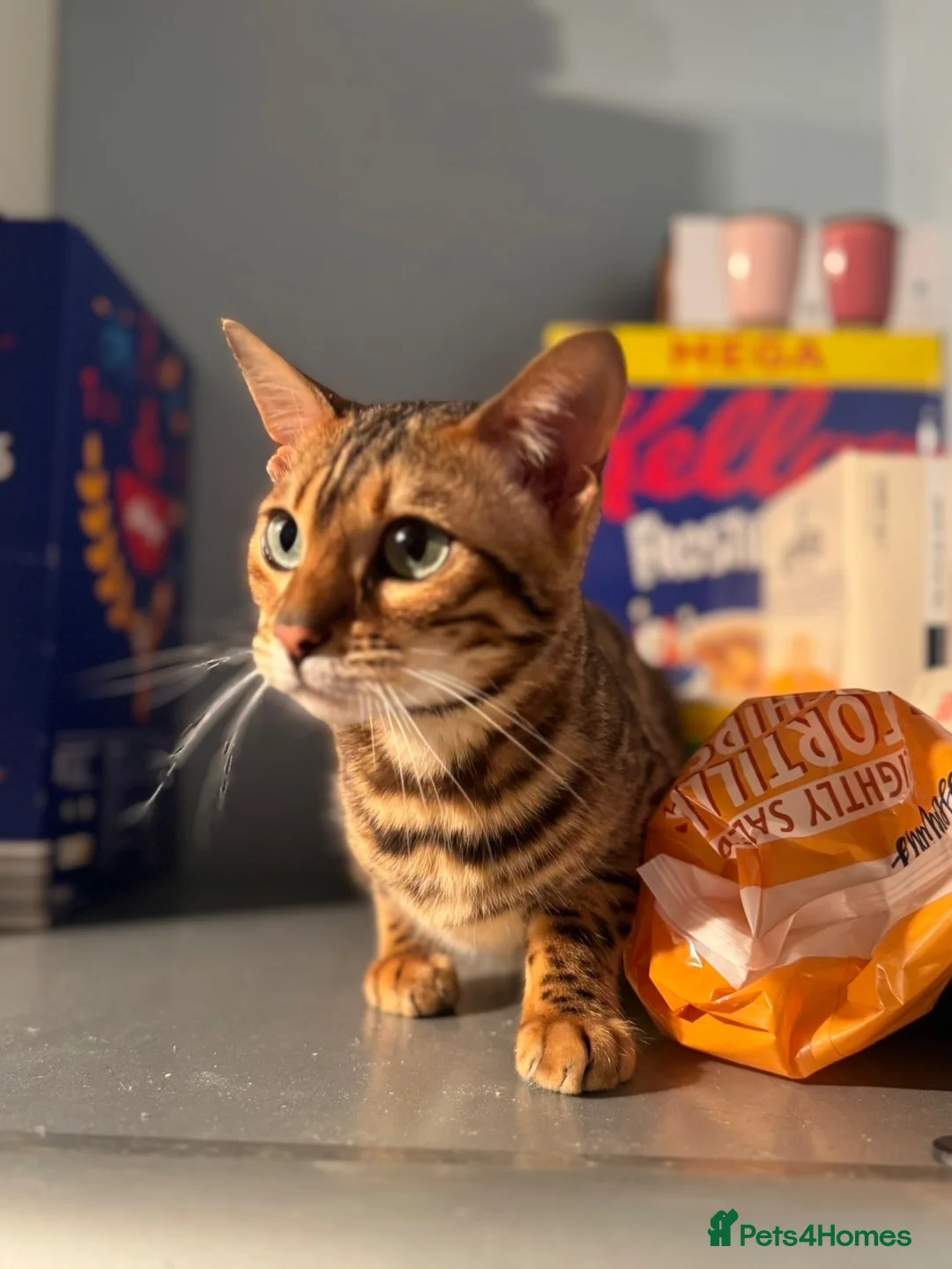 Bengal cats for sale: Female Bengal Cat  in Stoke-on-Trent - Advert 2