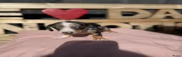 Dachshund dogs for sale: Dutch hound Puppies in Orpington - Advert 7