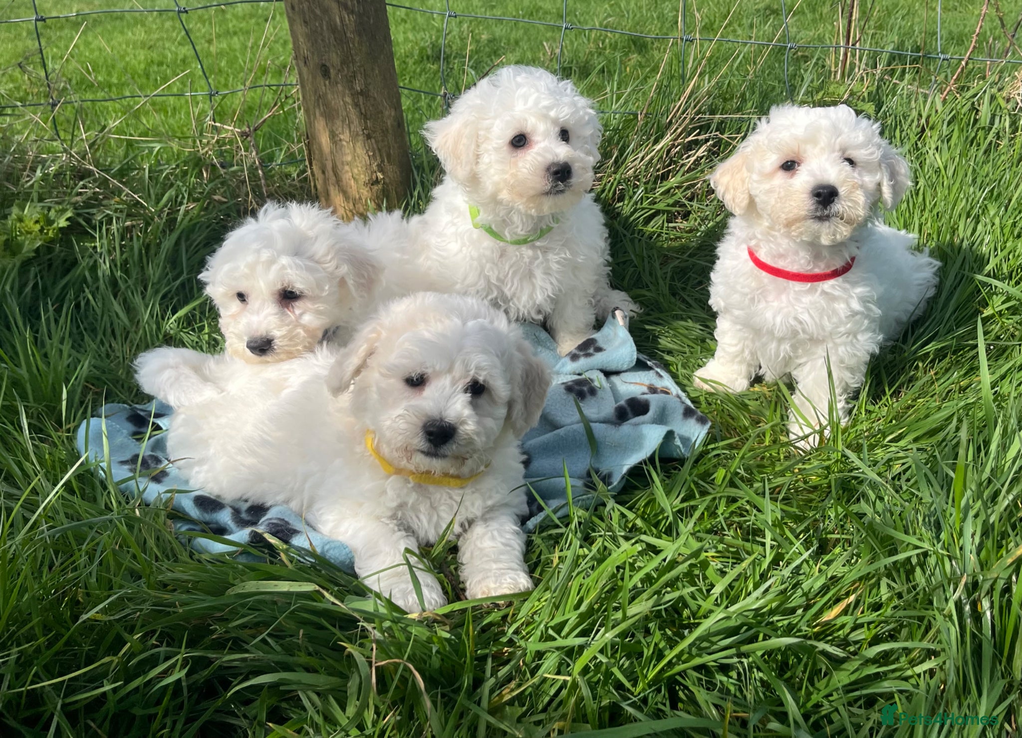 Bichon Frise dogs bichon Frise puppies  - Advert 13