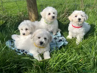 Bichon Frise dogs bichon Frise puppies - Advert 13