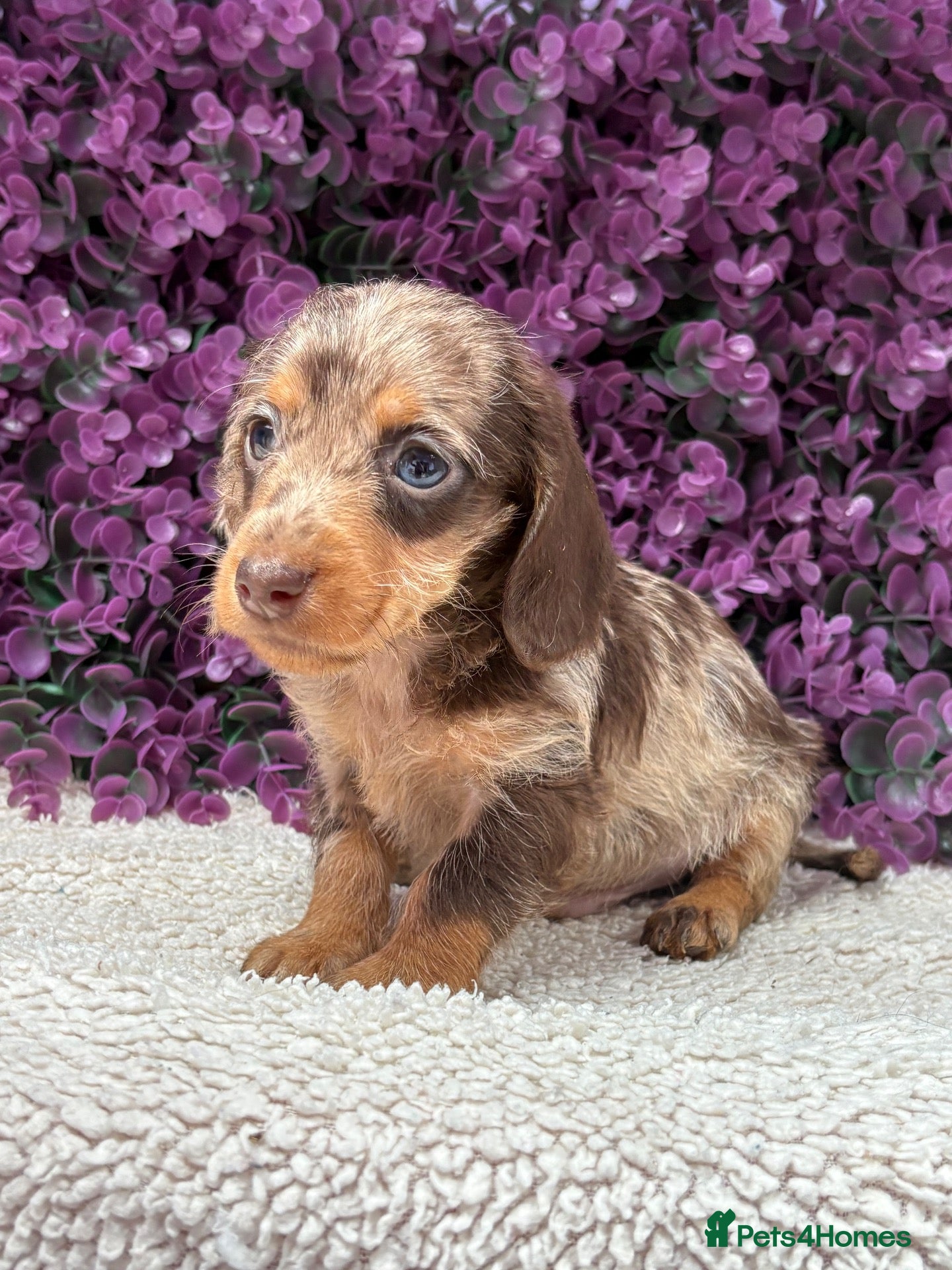 Miniature Dachshund dogs 🤎 MINIATURE DACHSHUNDS READY NOW 🤎 - Advert 1
