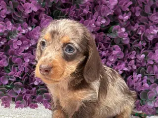Miniature Dachshund dogs 🤎 MINIATURE DACHSHUNDS READY NOW 🤎 - Advert 1