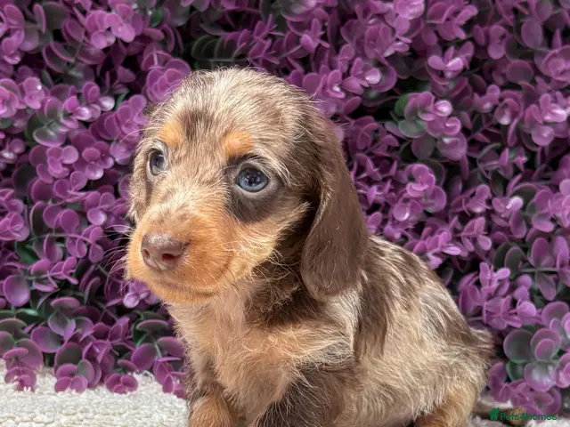 Miniature Dachshund dogs 🤎 MINIATURE DACHSHUNDS READY NOW 🤎 - Advert 19