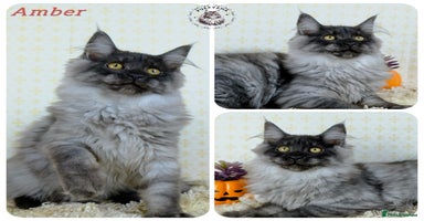 Maine Coon cats - Advert 8