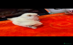 Pomeranian dogs for sale: 2 Miniature Pomeranian Puppies - Advert 3