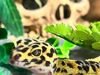 Leopard Gecko reptiles Friendly gecko - Advert 1