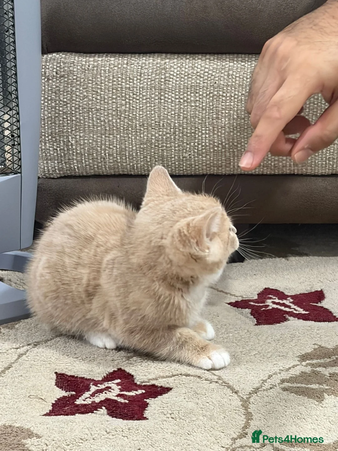 British Shorthair cats for sale: 4 kittens  - Advert 11