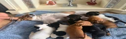 Jack Russell dogs for sale: Jack Russell  in Willenhall - Advert 6