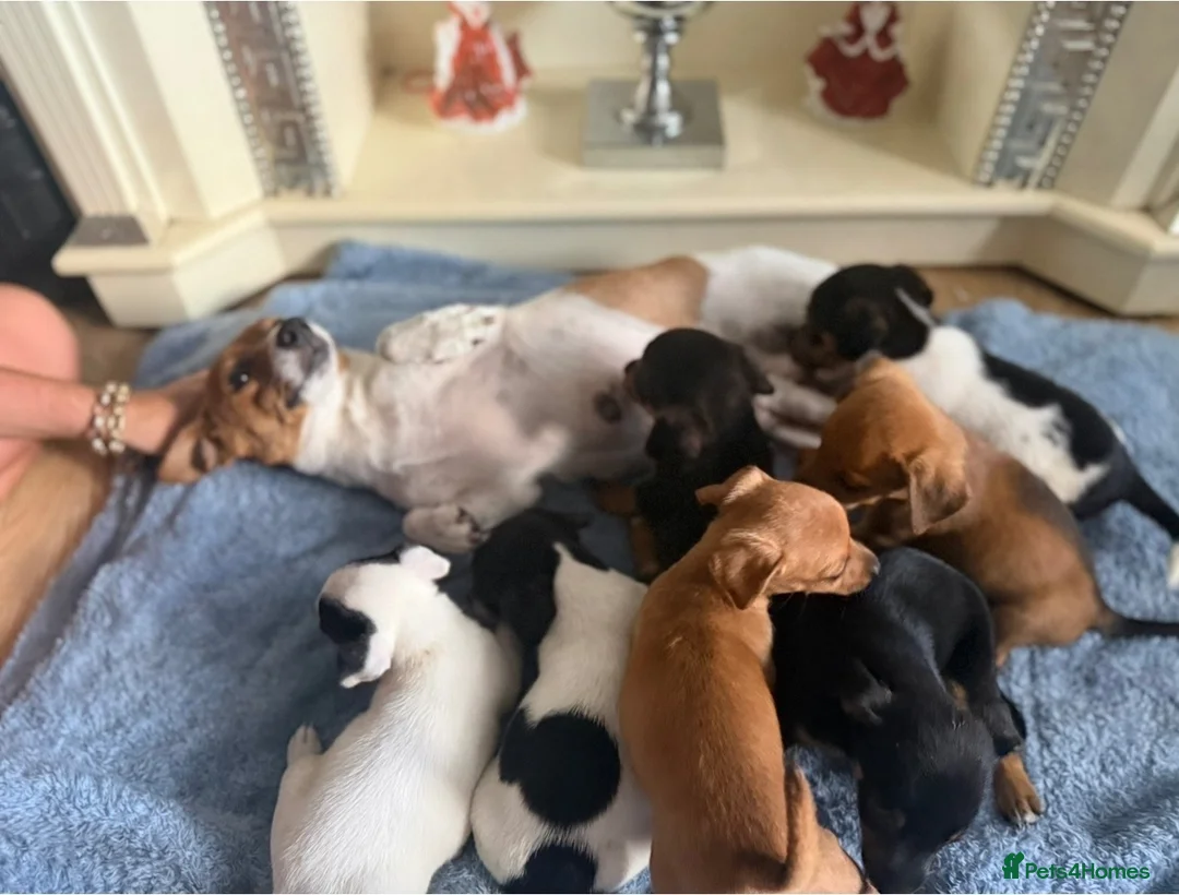 Jack Russell dogs for sale: Jack Russell  in Willenhall - Advert 6