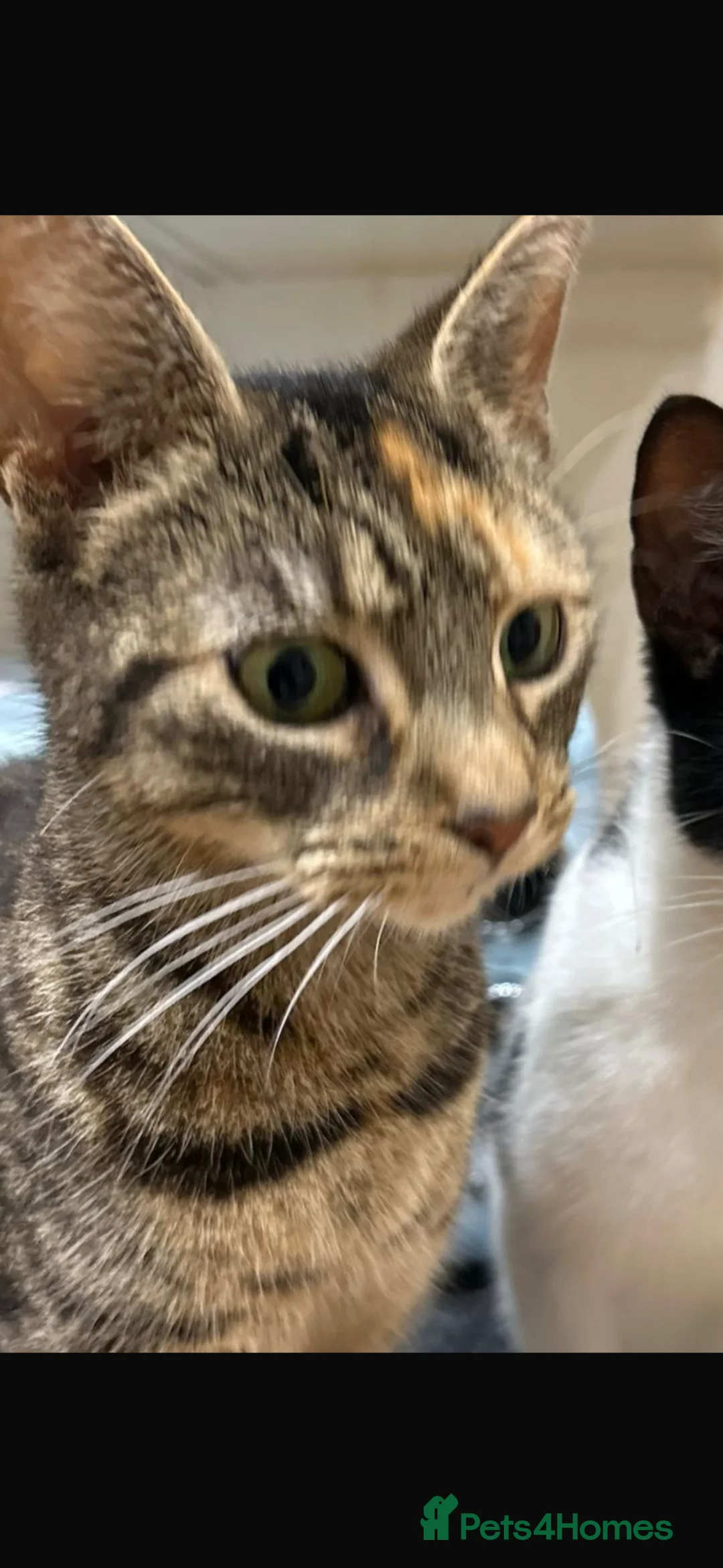 Mixed Breed cats for sale: Beautiful variety of  kittens for sale!  - Advert 2