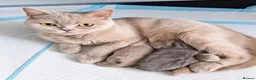 Munchkin cats for sale: Beautiful munchkin kittens - Advert 4