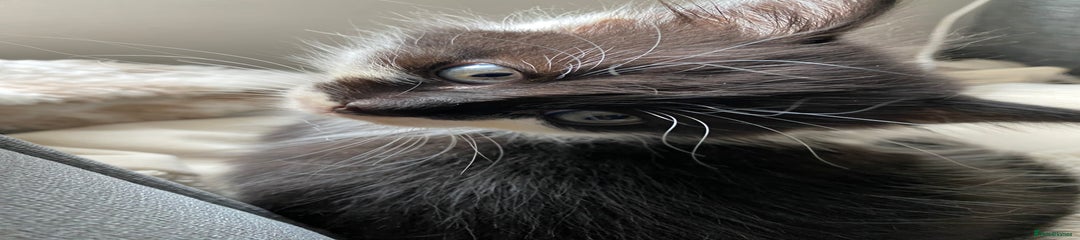 British Longhair Kitten 3