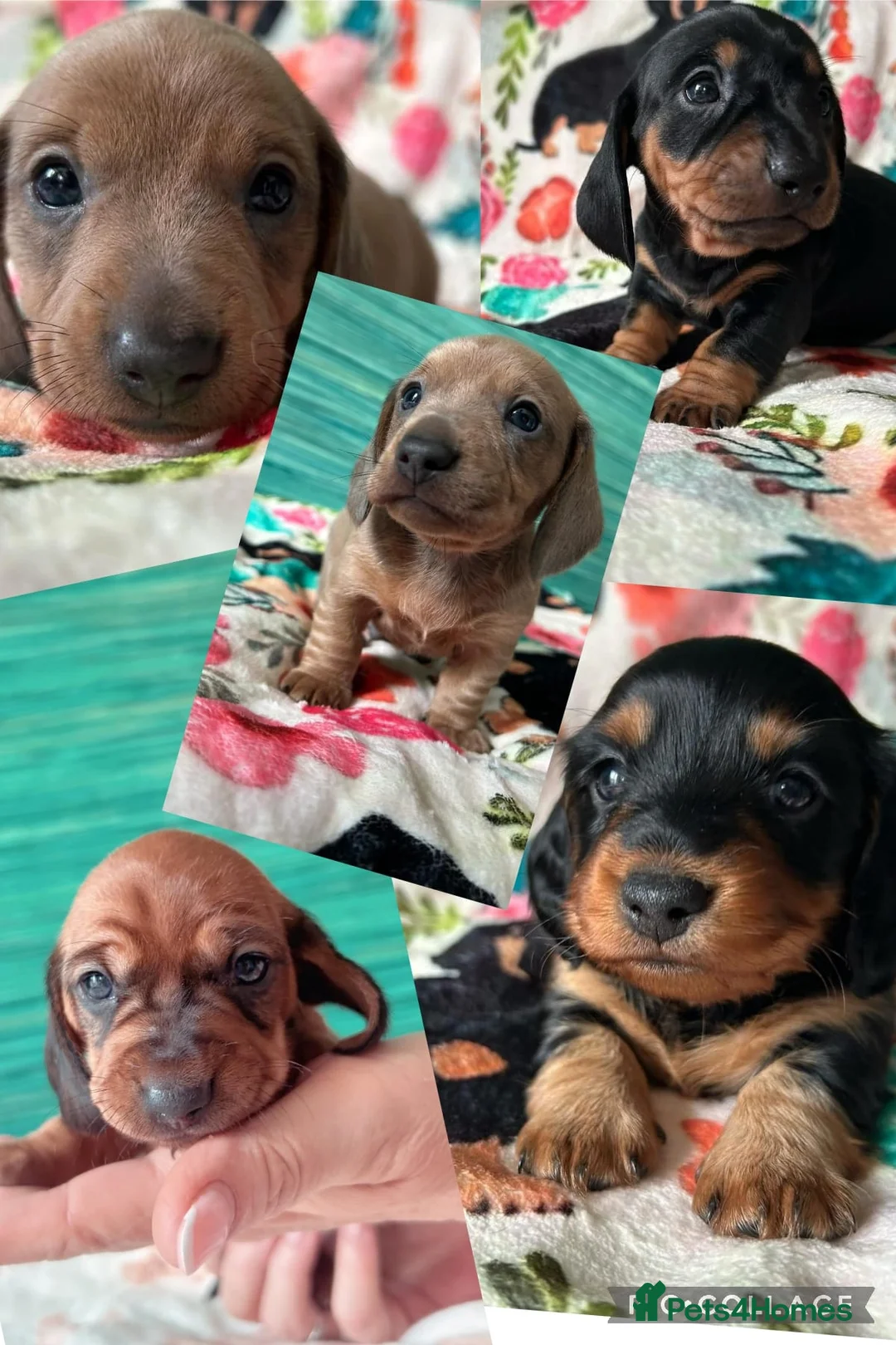 Miniature Dachshund dogs for stud: Richie proven and ready to stud. in Liverpool - Advert 28