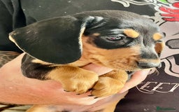 Miniature Dachshund dogs for sale: REDUCED. KC:reg Two Boys Smooth  - Image 24