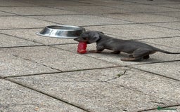 Dachshund dogs for sale: Miniature dachshunds ready now 💗 - Image 11