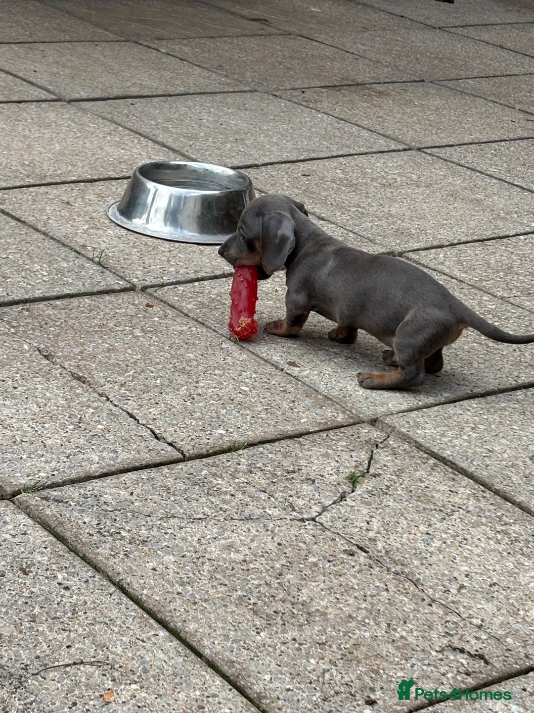 Dachshund dogs for sale: Miniature dachshunds ready now 💗 - Image 11