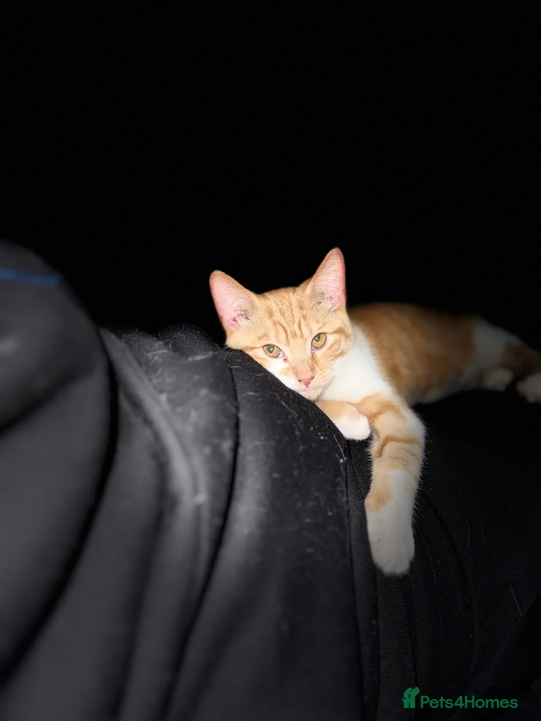 Mixed Breed cats for sale: Mixed breed kittens  - Advert 2