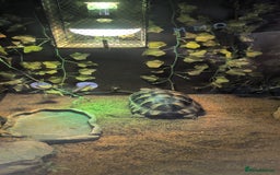 Tortoise reptiles for sale: Hermann's tortoise  - Image 3