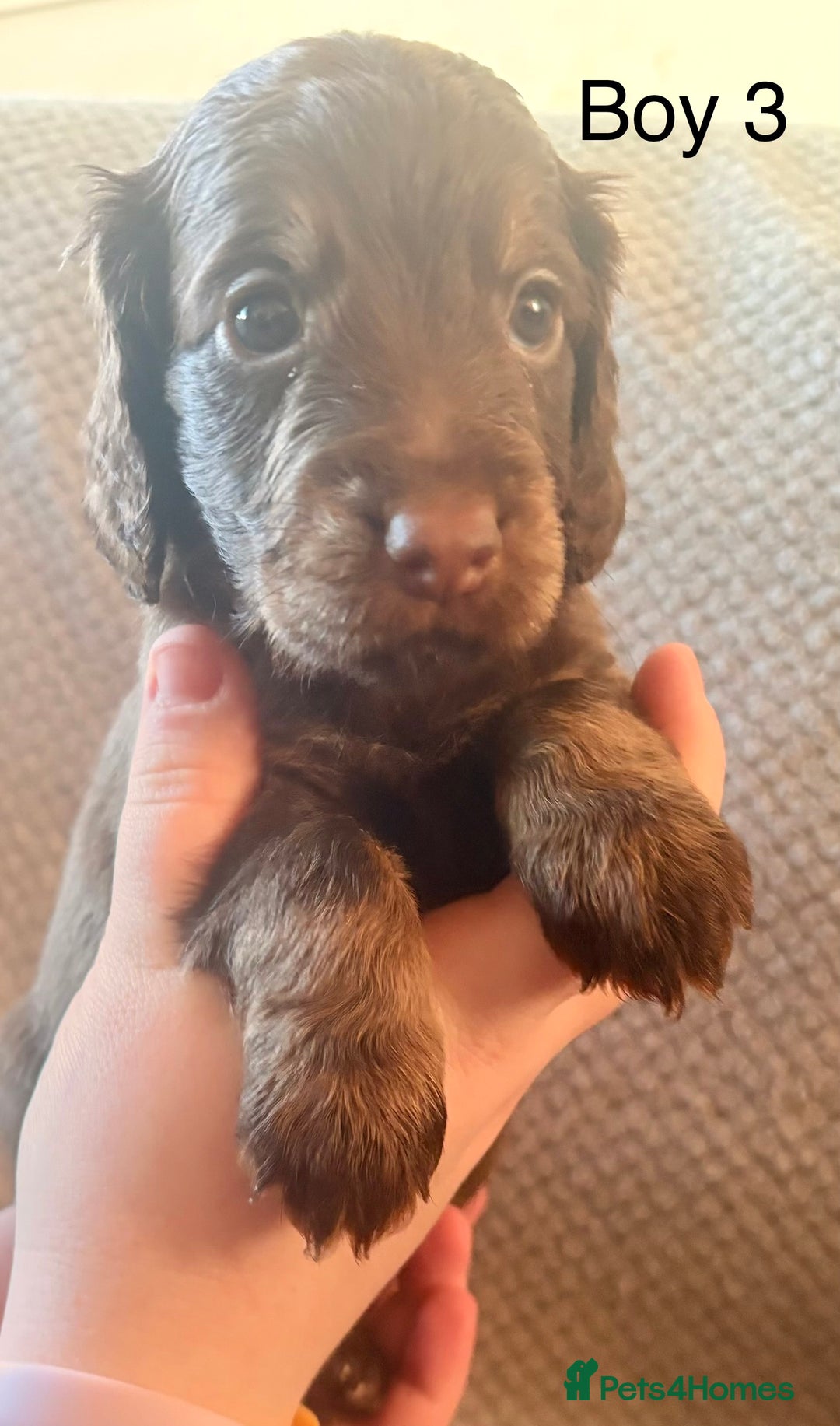 Cockapoo dogs for sale: Cockerpoo puppies  - Advert 4