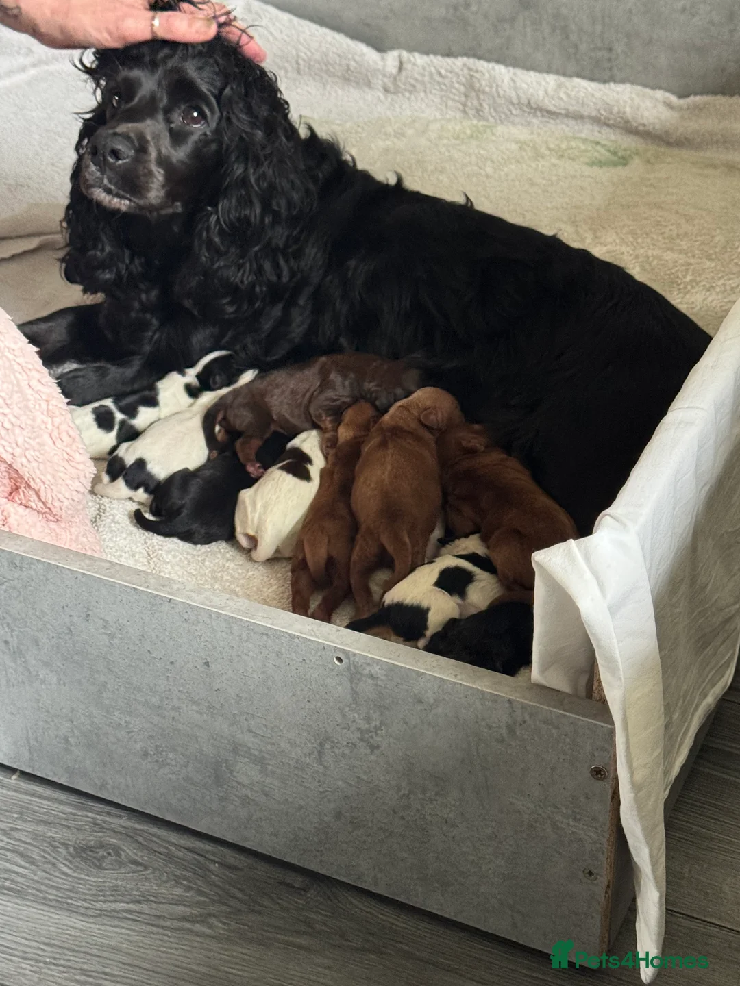 Mixed Breed dogs for sale: Beautiful cocker spaniel & Cavapoo puppies  in Bingley - Advert 14