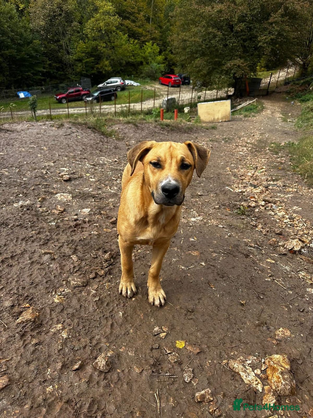 Mixed Breed dogs for adoption: Summer needs a home! - Advert 3