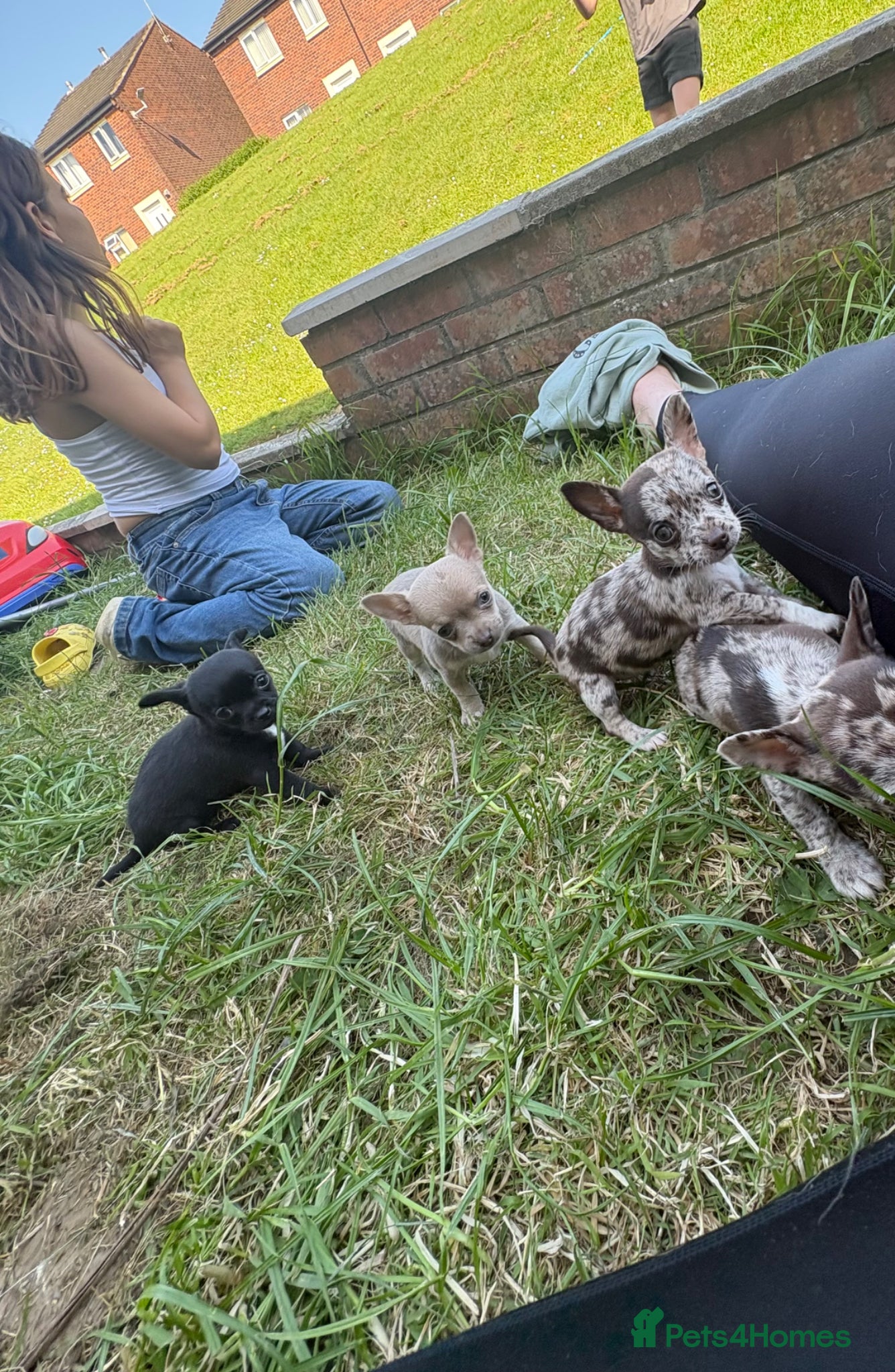 Chihuahua dogs ONLY 3 LEFT!! 5* purebred apple head chihuahuas - Advert 3