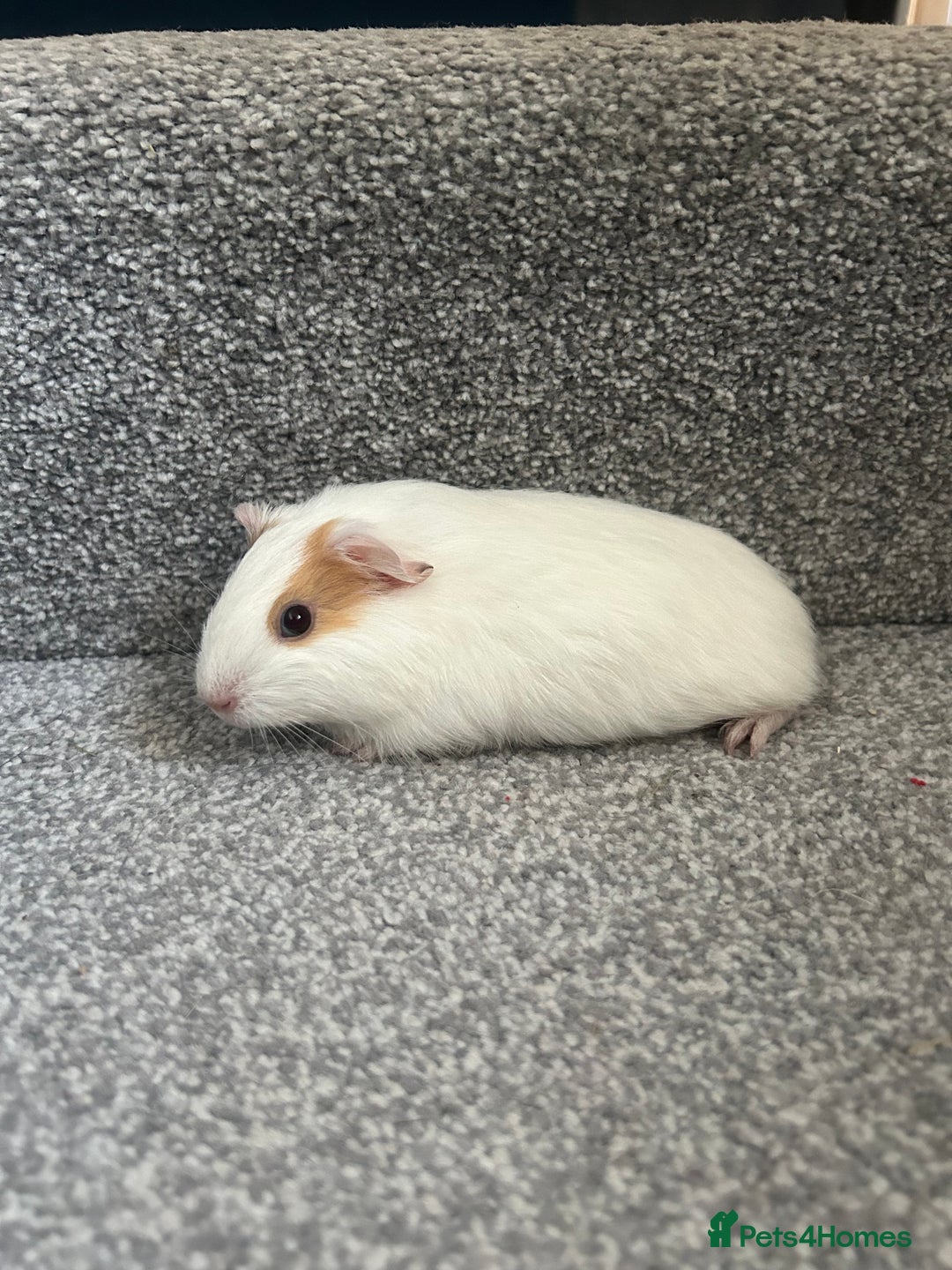 Guinea Pig rodents for sale: Female baby Guinea Pig - 6 weeks old - Advert 2