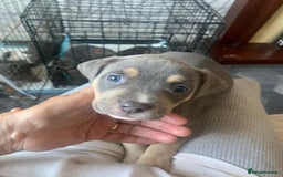Staffordshire Bull Terrier dogs for sale: Blue tri Staffordshire bull terrier pups for sale  - Image 11