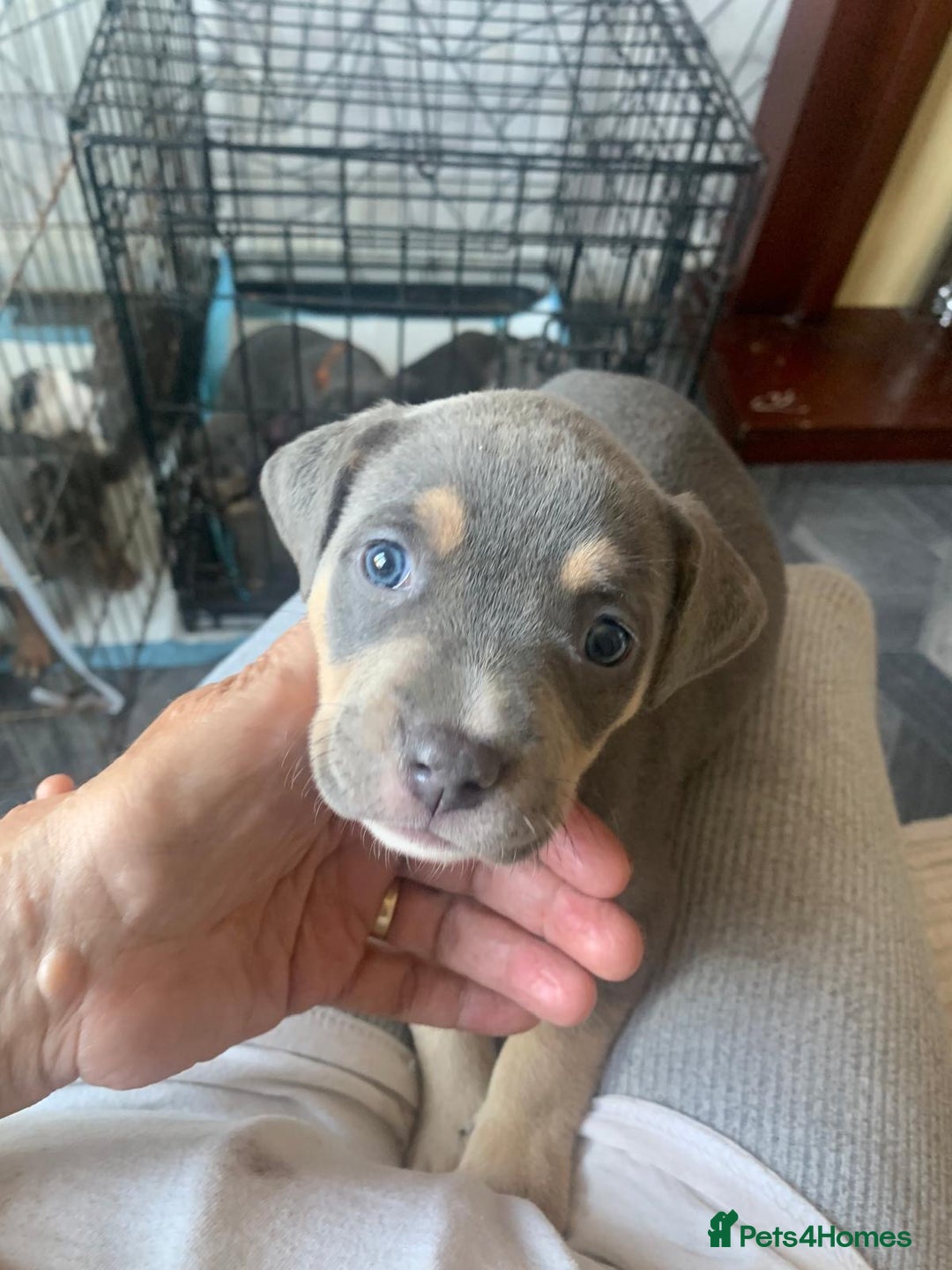 Staffordshire Bull Terrier dogs for sale: Blue tri Staffordshire bull terrier pups for sale  - Image 11