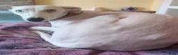 Lurcher dogs for sale: Absolutely stunning, deaf young lurcher in Barnsley - Advert 8
