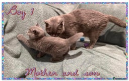 British Shorthair cats for sale: British shorthair kittens - Advert 6