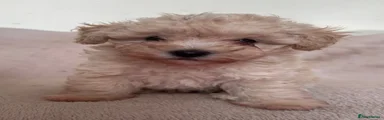 Chai