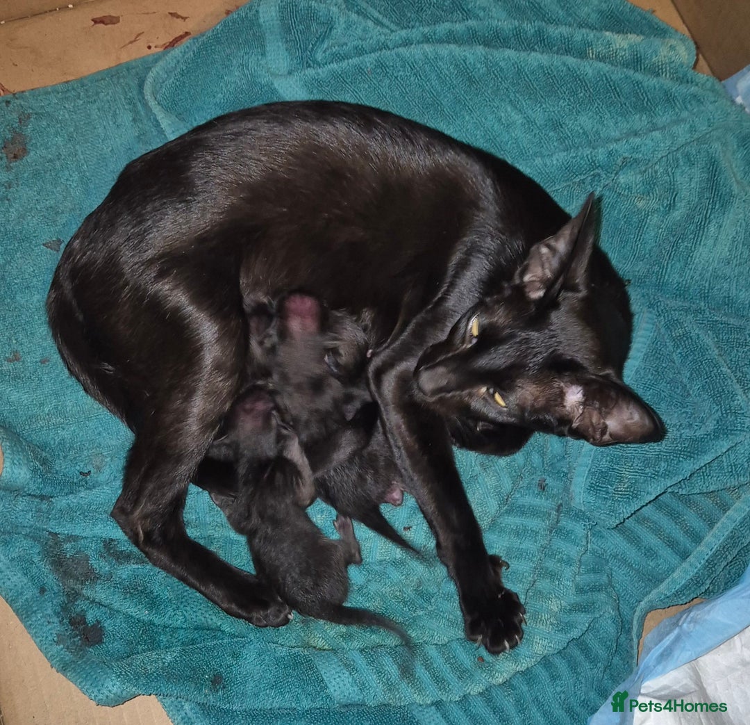 Oriental cats for sale: Three beautiful oriental kittens - Image 1