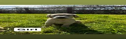 Golden Retriever dogs for sale: One girl remaining - Advert 19