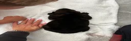 German Shepherd dogs for sale: KC Czech working line German shepherd puppies  - Advert 16